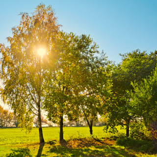 Gedenkbaum-Gruppe von Gerlinde und Alois für Ellen Kampa-Orth 