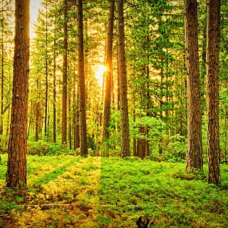 Gedenkwald von Familie Cwielong, Lander & Allen für Erna Cwielong 